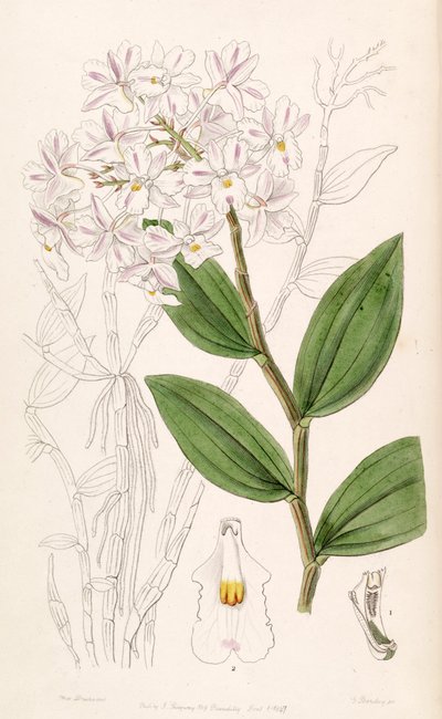 Dendrobium mutabile von Miss Drake